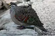 Bronzefl�geltaube (Phaps chalcoptera) am 18.4.2010 im Tierpark Berlin.