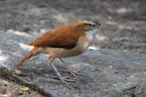 Blassfu-Tpfervogel (Furnarius leucopus) am 18.4.2010 im Tierpark Berlin.