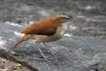 Blassfu�-T�pfervogel (Furnarius leucopus) am 18.4.2010 im Tierpark Berlin.