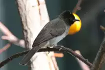 Graub�lb�l oder Gartenb�lb�l (Pycnonotus barbatus) am 18.4.2010 im Tierpark Berlin.