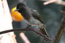 Graub�lb�l oder Gartenb�lb�l (Pycnonotus barbatus) am 18.4.2010 im Tierpark Berlin.