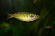 Hier ist ein weiblicher Boesemans-Regenbogenfisch oder auch Harlekin-Regenbogenfisch (Melanotaenia boesemani) im Aquarium zu sehen.