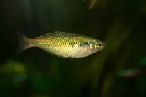 Hier ist ein weiblicher Boesemans-Regenbogenfisch oder auch Harlekin-Regenbogenfisch (Melanotaenia boesemani) im Aquarium zu sehen.
