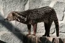 Malaiische Zibetkatze oder Kleinfleck-Zibetkatze (Viverra tangalunga) am 18.4.2010 im Tierpark Berlin. Diese Katzen wurden zur Gewinnung von Zibet gehalten (Parf�mherstellung),welches aus einem Sekret der Perianaldr�sen gewonnen wurde.