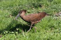Ein Hammerkopf (Scopus umbretta) beim Nestbau. Tierpark Berlin am 18.4.2010.