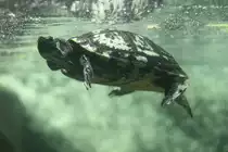 Gelbwangen-Schmuckschildkr�te (Trachemys scripta scripta) am 23.4.2010 im Meeresaquarium Zella-Mehlis.