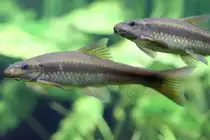 L�ngsband-Saugbarbe (Garra cambodgiensis) am 23.4.2010 im Meeresaquarium Zella-Mehlis.