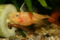 Ein Orangener Schwarzaugen-Ancistrus (Ancistrus spez. L 144) bei seinem Lieblingfutter. F�r eine Gurke kommt er innerhalb einer Minute aus jedem Versteck.