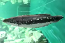 Gro�er Schlangenkopffisch (Channa micropeltes) am 23.4.2010 im Meeresaquarium Zella-Mehlis.