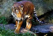 Indochinesischer Tiger