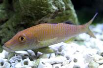 Gelbe Meerbarbe (Parupeneus cyclostomus) am 23.4.2010 im Meeresaquarium Zella-Mehlis