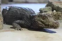 S�dlicher Brillenkaiman (Caiman yacare) am 23.4.2010 im Meeresaquarium Zella-Mehlis.