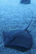 Leopardenrochen (Himantura undulata) am 23.4.2010 im Meeresaquarium Zella-Mehlis.