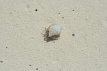 Ein Einsiedlerkrebs am Strand. Malediven November 2007.