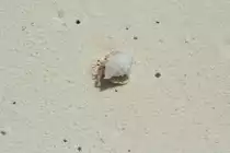 Ein Einsiedlerkrebs am Strand. Malediven November 2007.