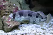 Schneeflocken Seifenbarsch (Pogonoperca punctata) am 23.4.2010 im Meeresaquarium Zella-Mehlis.

