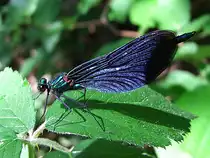 Blaufl�gel-Prachtlibelle (Calopteryx virgo)h�lt kurz inne, bevor sie wieder durch die Gegend schwirrt;110522