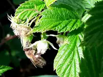 Eine flei�ige Biene hat schon einen kleinen  Nektarpolster auf ihrem Beine;110522