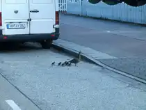 Entenfamilie �berquert die Stra�e und die Autos bleiben alle stehen und warten bis sie dr�ber sind. Entstanden aus einem Schnellbus.