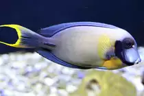 Schokoladen-Doktorfisch (Acanthurus pyroferus) am 23.4.2010 im Meeresaquarium Zella-Mehlis.