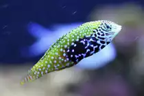 Diamant-Junker (Macropharyngodon bipartitus) am 23.4.2010 im Meeresaquarium Zella-Mehlis.