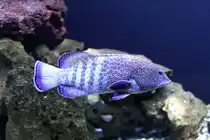 Pfauenbarsch (Cephalopholis argus) am 23.4.2010 im Meeresaquarium Zella-Mehlis.