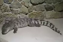 Breitschnauzenkaiman (Caiman latirostris) am 23.4.2010 im Meeresaquarium Zella-Mehlis.