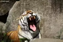  Herr Doktor, sind meine Mandeln nun entz�ndet, oder nicht?  Sibirischer Tiger oder auch Amurtiger