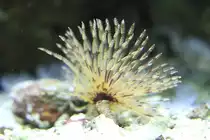 Indischer R�hrenwurm (Sabellastarte indica) am 23.4.2010 im Meeresaquarium Zella-Mehlis.