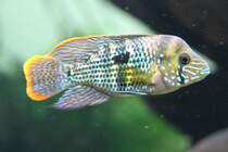 Goldsaumbuntbarsch (Andinoacara rivulatus) am 23.4.2010 im Meeresaquarium Zella-Mehlis.
