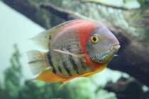 Rotkeilbuntbarsch (Heros efasciatus) am 23.4.2010 im Meeresaquarium Zella-Mehlis.

