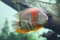 Rotkeilbuntbarsch (Heros efasciatus) am 23.4.2010 im Meeresaquarium Zella-Mehlis.

