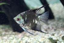 Skalar (Pterophyllum scalare) am 23.4.2010 im Meeresaquarium Zella-Mehlis.