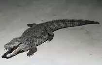 Nilkrokodil (Crocodylus niloticus) am 23.4.2010 im Meeresaquarium Zella-Mehlis.