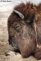 Kopf eines Bison.