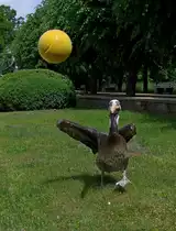 Was f�r ein Bomben-Schuss von Chile- Meerespelikan  Hexe . Eigentlich hat sie garnicht geschossen, sondern ist gerade dabei, den von mir geworfenen Ball zu fangen. Sieht aber beinahe aus, wie eine professionelle Flanke auf's Tor :-)