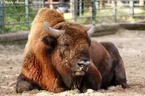 Wisent.
