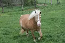 Haflinger auf einer Weide in Kleinheringen am 1.5.2010.