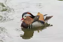 Mandarinente (Aix galericulata) am 1.5.2010 im Tierpark Bad K�sen.