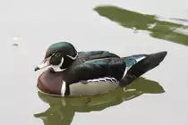 Brautente (Aix sponsa) am 1.5.2010 im Tierpark Bad K�sen.