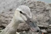 Indische Laufente am 1.5.2010 im Tierpark Bad K�sen.