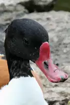 Brandgans (Tadorna tadorna) am 1.5.2010 im Tierpark Bad K�sen.