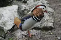 Mandarinente (Aix galericulata) am 1.5.2010 im Tierpark Bad K�sen.