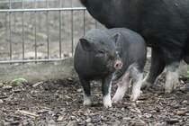 Minipig am 1.5.2010 im Tierpark Bad Ksen.