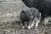 Minipig am 1.5.2010 im Tierpark Bad K�sen.
