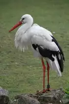 Wei�storch (Ciconia ciconia) am 1.5.2010 im Tierpark Bad K�sen.