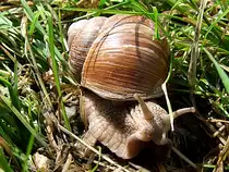 Weinbergschnecke (Helix pomatia)  schleimt  gem�chlich �ber eine Wiese;110528