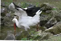 Wei�storch (Ciconia ciconia) bei der Nahrungssuche. Tierpark Bad K�sen am 1.5.2010.
