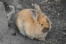 Zwergkaninchen am 1.5.2010 im Tierpark Bad Ksen.