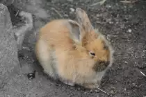 Zwergkaninchen am 1.5.2010 im Tierpark Bad K�sen.